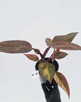 Philodendron 'Orange Princess' - FLASH SALE