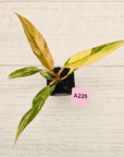 Philodendron serratum 'Caramel Marble' -flash sale