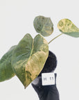 Alocasia ‘wentii’ Variegated