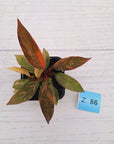Philodendron 'Orange Princess'