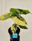 Syngonium podophyllum 'Gold'