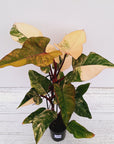 Philodendron erubescens Strawberry Shake