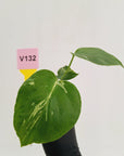 Monstera Deliciosa 'Bulbasaur - Bare Bottom Baby