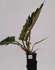 Philodendron serratum Caramel Marble