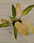 Philodendron 'Whipple Way' SALE