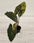 Alocasia macrorrhizos 'plumbea Variegata'