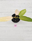 Philodendron 'Whipple Way' SALE