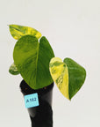 Monstera deliciosa Aurea 'Yellow Marilyn'