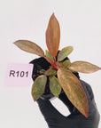 Philodendron 'Orange Princess' 70mm