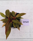 Philodendron 'Orange Princess'
