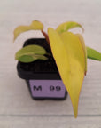 Philodendron pinnatifidum 'Jungle Fever Egg Yolk"