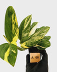 Monstera standleyana 'Cobra'