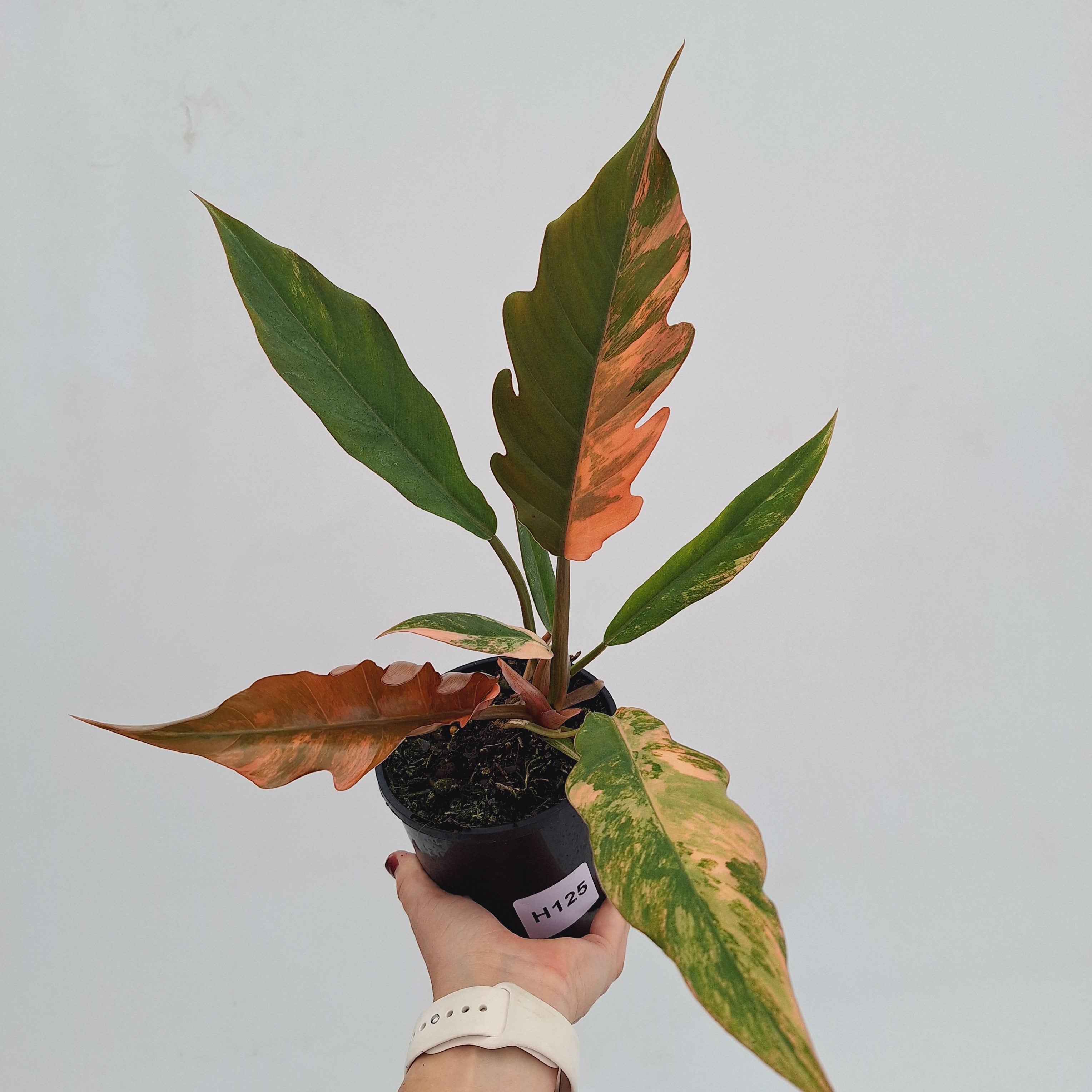 Philodendron serratum Caramel Marble