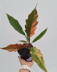 Philodendron serratum Caramel Marble