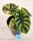 Alocasia sinuata Variegata