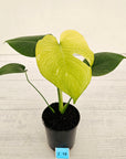 Monstera Deliciosa 'Mint'