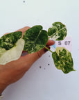 Alocasia Dragon Scale Variegata - Bare Bottom Baby