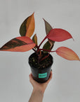 Philodendron 'Orange Princess'