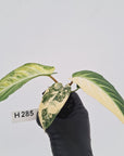 Phyllotaenium lindenii Magnificum Variegata - Bare Bottom Baby