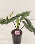 Alocasia ‘Simpo Albo’ Variegata - SALE