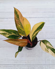 Philodendron erubescens Strawberry Shake