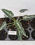 Alocasia Amazonica bambino Variegata - Bare Bottom Baby - SALE