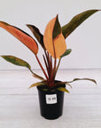 Philodendron 'Rojo Congo Variegated'