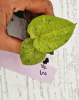 Anthurium 'Dark Phoenix' Variegata - Bare Bottom Baby
