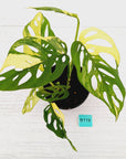 Monstera adansonii Variegata