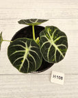 Alocasia reginula 'Ninja Variegata'