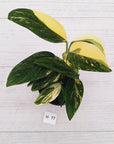 Monstera standleyana 'Cobra' - SALE