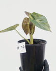 Alocasia ‘wentii’ Variegated
