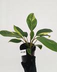 Homalomena Tropical Green Variegata -sale