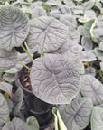Alocasia melo ‘Rhino Skin’