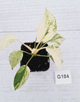 Homalomena rubescens ‘Cheese’