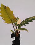 Philodendron serratum Caramel Marble