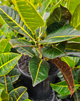 Codiaeum variegatum Croton Cheryl