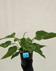 Philodendron giganteum Blizzard - SALE