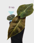 Alocasia Pink Dragon Variegata - Bare Bottom Baby