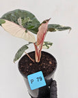 Alocasia macrorrhizos 'plumbea Variegata'