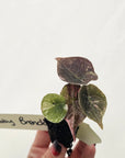Alocasia cuprea Variegata -Bare Bottom Baby - Baby Brendan