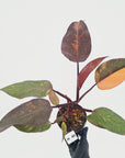 Philodendron 'Orange Princess' - FLASH SALE