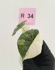 Alocasia melo 'Rhino Skin' Variegata - Bare Bottom Baby
