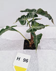 Alocasia ‘Loco’- Bare Bottom Baby