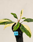Homalomena 'Tropical Green' Variegata -sale