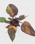 Philodendron 'Orange Princess' - FLASH SALE