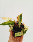 Philodendron billietiae Variegata