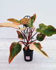 Philodendron erubescens Strawberry Shake