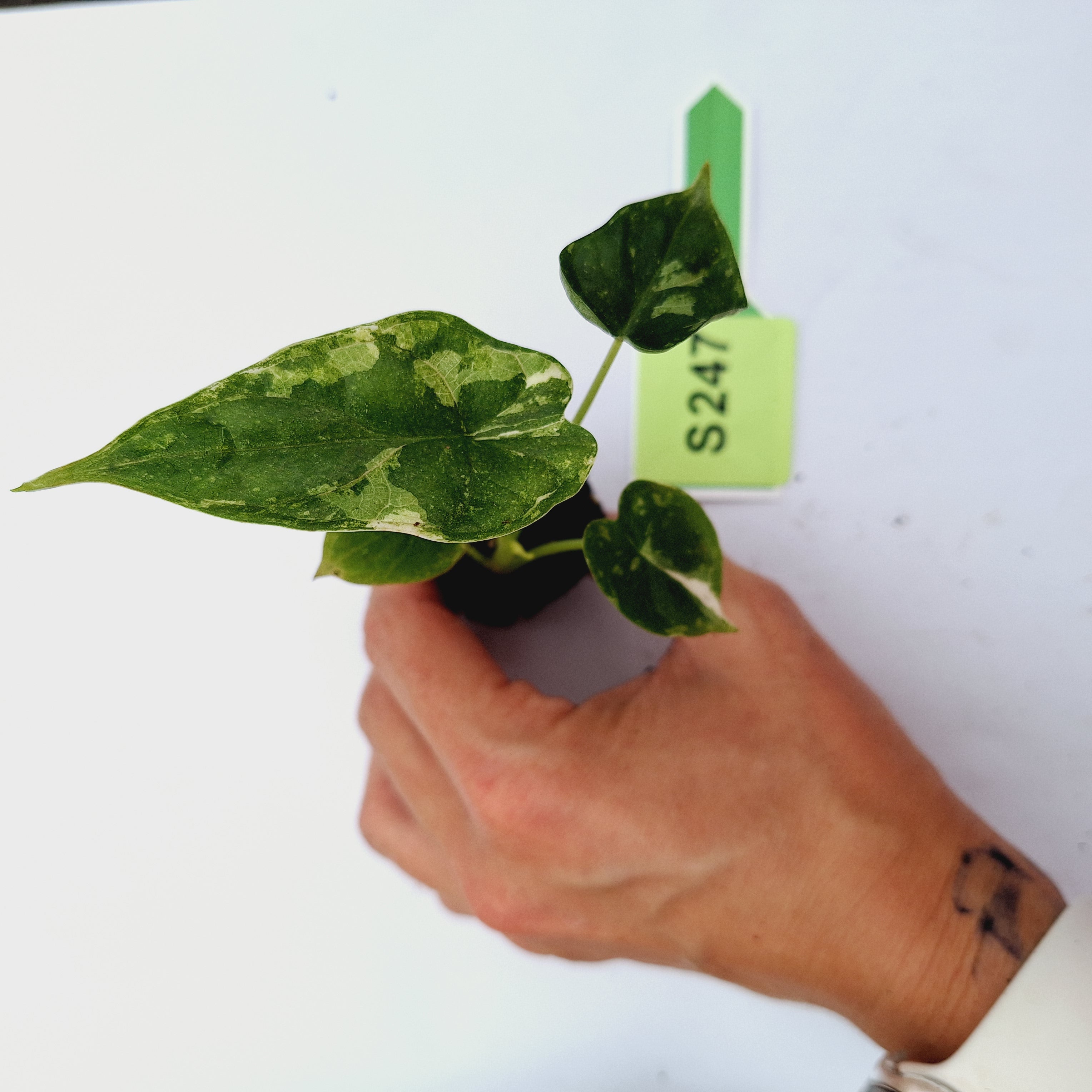 Alocasia Dragon Scale 'Marble' Variegata - Bare Bottom Baby