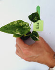 Alocasia Dragon Scale 'Marble' Variegata - Bare Bottom Baby